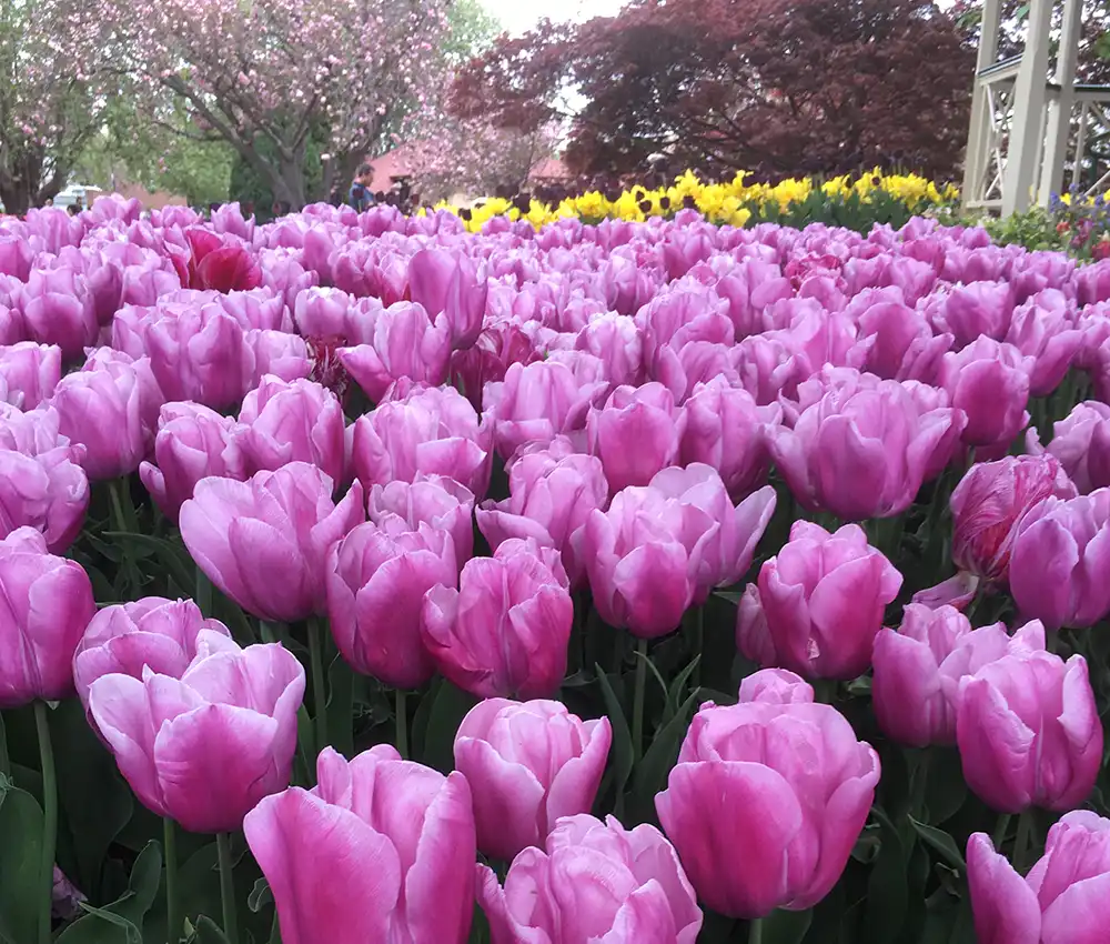 Things to do Southern Highlands - Tulip Time
